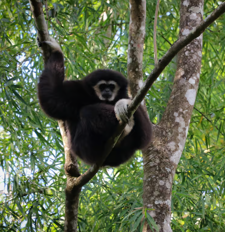 Gibboner og fottur i Mae Kampong fra Chiang Mai
