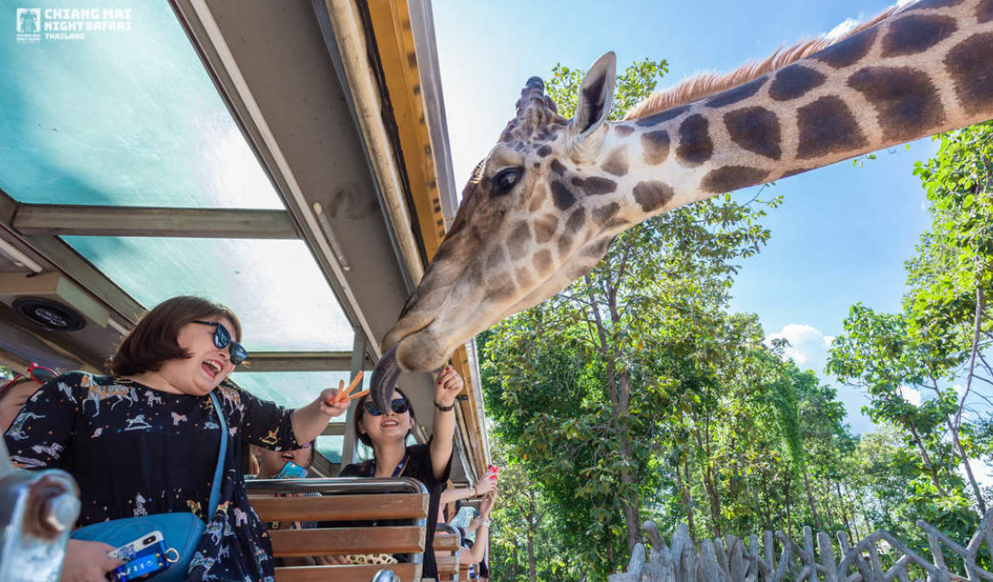 Chiang Mai Night Safari Park Ticket